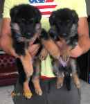 فروش سگ ژرمن شپرد ، فروش توله ژرمن اصیل