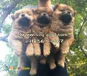 فروش سگ چاوچاو ،توله چاوچاو وارداتی