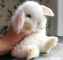 فروش بچه خرگوش های لوپ اصیل ( توضیحات مهم )