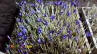 آموزش کشت زعفران گلخانه ای و کسب درآمد بالا