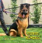 فروش سگ ژرمن شپرد ، سگ نگهبان ، توله ژرمن شپرد 