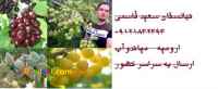 فروش نهال – فروش نهال میوه - نهال درخت - قیمت نهال