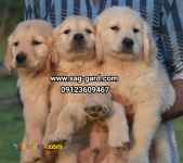 فروش سگ گلدن رتریور اصیل , فروش توله گلدن رتریور