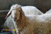 فروش گوسفند زنده در تهران