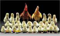 نمیچه ی 4ماهه مرغ پا به تخم 5ماهه
