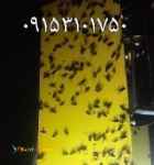 مبارزه با حشره پسیل پسته کارت زرد چسبدار حشرات 