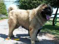سگ قفقازی ( caucasian) سگ نگهبان و بزرگ هیکل