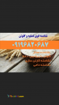 گلوتن گندم ، گلوتن ذرت