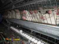 فروش قفس مرغ تخمگذار