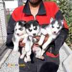 فروش سگ هاسکی از توله تا بالغ،فروش سگ سیبرین هاسکی