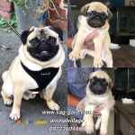 فروش سگ پاگ،فروش توله پاگ وارداتی 