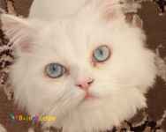 گربه ی پرشین اصیل چشم ابی یه دست سفید ملوووس