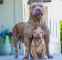 فروش سگ پیتبول با اصالت