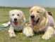 فروش توله گلدن رتریور 