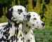 سگ های دالمیشن(101 سگ خالدار)
