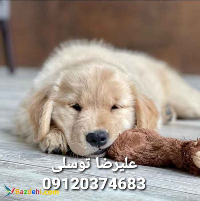 گلدن رتریور قیمت_قیمت سگ گلدن رتریور در تهران