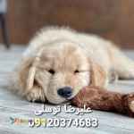 گلدن رتریور قیمت_قیمت سگ گلدن رتریور در تهران