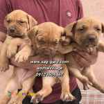 فروش توله های حرفه ای و قدرتمند پیت بول، سگ پیتبول