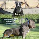 فروش توله امریکن بولی ،سگ گارد و محافظ 