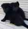 فروش توله ژرمن بلک-خرید توله ژرمن بلک فروش توله ژرمن بلک-خرید توله ژرمن بلک