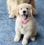 فروش ویژه سگ گلدن رتریور با بهترین کیفیت و ارزان ترین قیمت