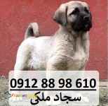 فروش سگ سرابی بزرگ - توله سرابی برای گله و نگهبانی