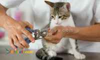 آموزش آرایش حیوانات خانگی ( پت گرومینگ )