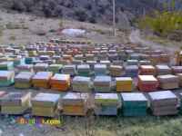 تولید و فروش عمده عسل طبیعی