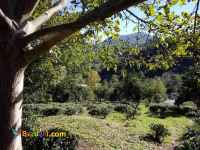 فروش زمین باغ چای مرکبات 3.5 هکتاری سنددار گیلان