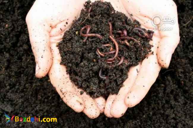 فروش ویژه کود ورمی کمپوست 100% ارگانیک(تضمینی)