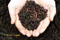 فروش ویژه کود ورمی کمپوست 100% ارگانیک(تضمینی)