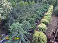 فروش درختان کاج زینتی( لاوسون_ سدروس_نویل_کامیس و..)در مازندران