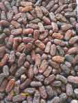 فروش عمده انواع خرما