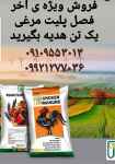 فروش ویژه پلیت مرغی