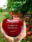 تقویت و تغذیه گیاه