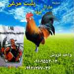 پلیت مرغی