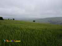 فروش یک قطعه زمین 47000 مترمربع کشاورزی  دیلمان