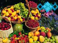 صادرات انواع میوه جات